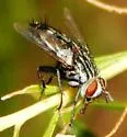 Chetogena tachinomoides - photo 2