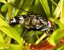 Chetogena tachinomoides - photo 3