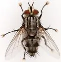 Chetogena tachinomoides - photo 4