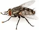Chetogena tachinomoides - photo 5