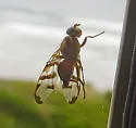 Chetostoma californicum
