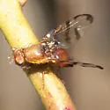 Chetostoma californicum - photo 2