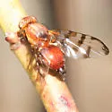 Chetostoma californicum - photo 3