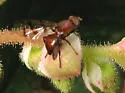 Chetostoma californicum - photo 4