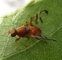 Chetostoma californicum - photo 5