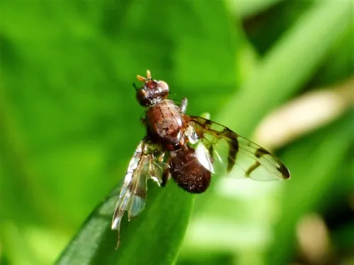 Chetostoma curvinerve
