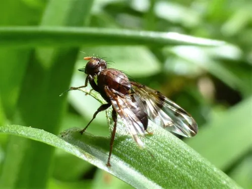 Chetostoma curvinerve - photo 2