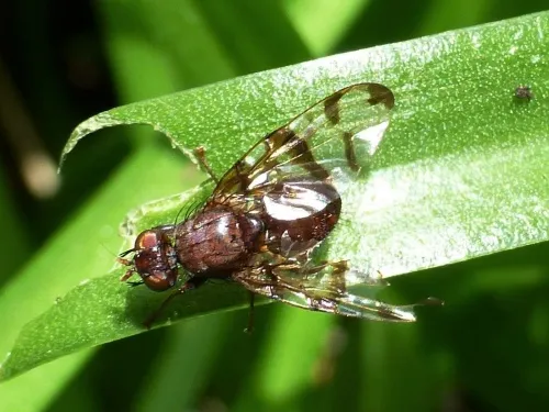 Chetostoma curvinerve - photo 3