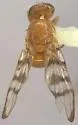 Chetostoma rubidum - photo 2