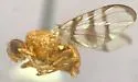 Chetostoma rubidum - photo 3
