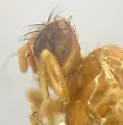 Chetostoma rubidum - photo 5