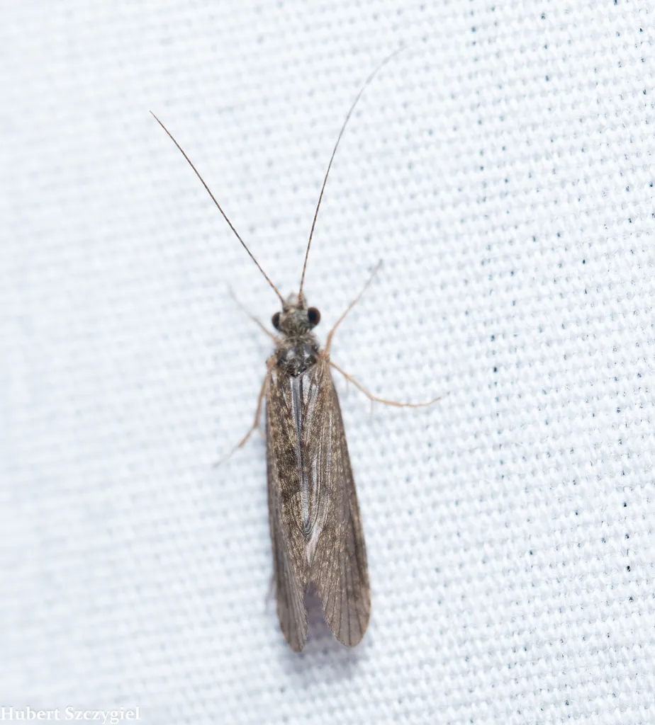Cheumatopsyche analis