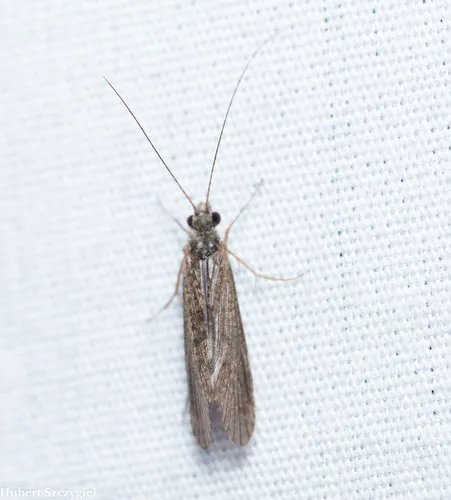 Cheumatopsyche analis - photo 3