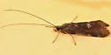 Cheumatopsyche campyla