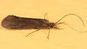 Cheumatopsyche ela