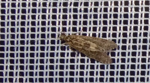 Cheumatopsyche lepida - Cheumatopsyche lepida