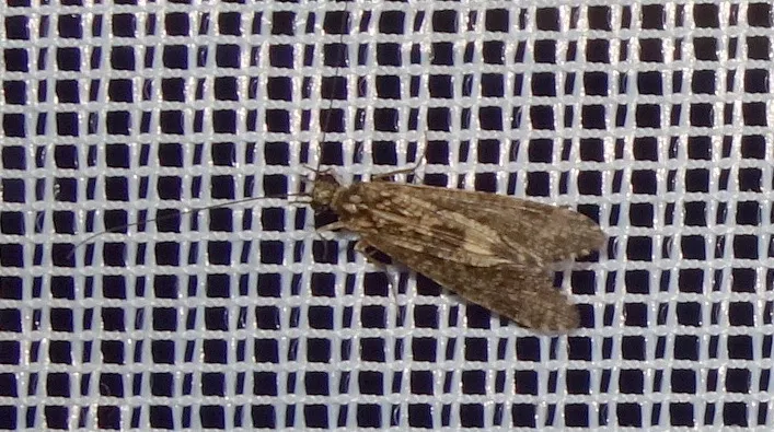 Cheumatopsyche lepida - photo 2