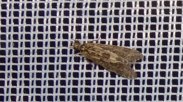 Cheumatopsyche lepida - photo 3