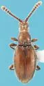 Chevrolatia amoena