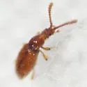Chevrolatia amoena - photo 2