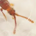 Chevrolatia amoena - photo 3