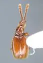 Chevrolatia amoena - photo 4