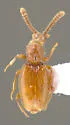 Chevrolatia amoena - photo 5