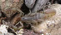 Lesser Stripetail Scorpion