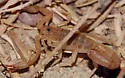Lesser Stripetail Scorpion - photo 2