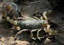 Lesser Stripetail Scorpion - photo 3