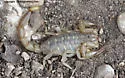 Lesser Stripetail Scorpion - photo 4