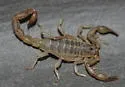 Lesser Stripetail Scorpion - photo 5