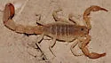 Chihuahuanus crassimanus
