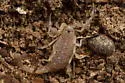 Chihuahuanus crassimanus - photo 2