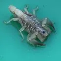Chihuahuanus crassimanus - photo 3