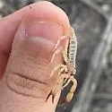 Chihuahuanus crassimanus - photo 4