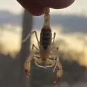 Chihuahuanus crassimanus - photo 5