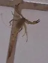 Chihuahuanus russelli