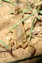 Chihuahuanus russelli - photo 2