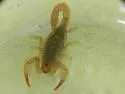 Chihuahuanus russelli - photo 3