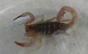 Chihuahuanus russelli - photo 4