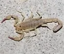 Chihuahuanus russelli - photo 5