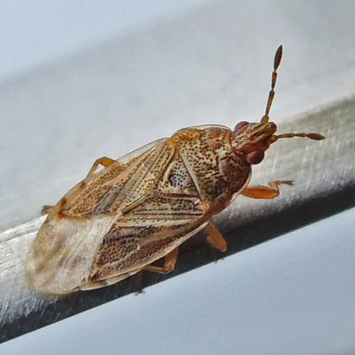 Bulrush Bug - photo 3