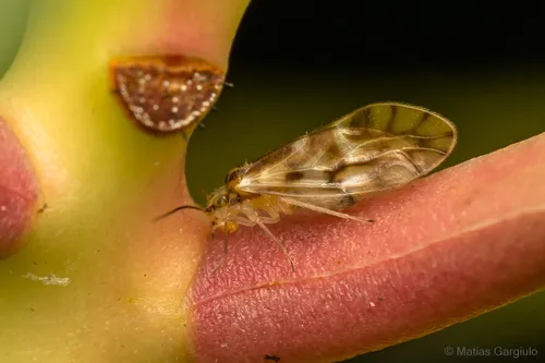 Chilenocaecilius ornatipennis