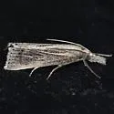 Chilo demotella - Hodges#5472 - photo 3