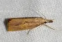 Chilo erianthalis - Hodges#5471