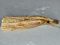 Chilo erianthalis - Hodges#5471 - photo 2