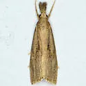 Chilo erianthalis - Hodges#5471 - photo 3