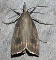 Chilo erianthalis - Hodges#5471 - photo 4