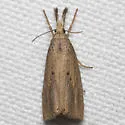 Chilo erianthalis - Hodges#5471 - photo 5